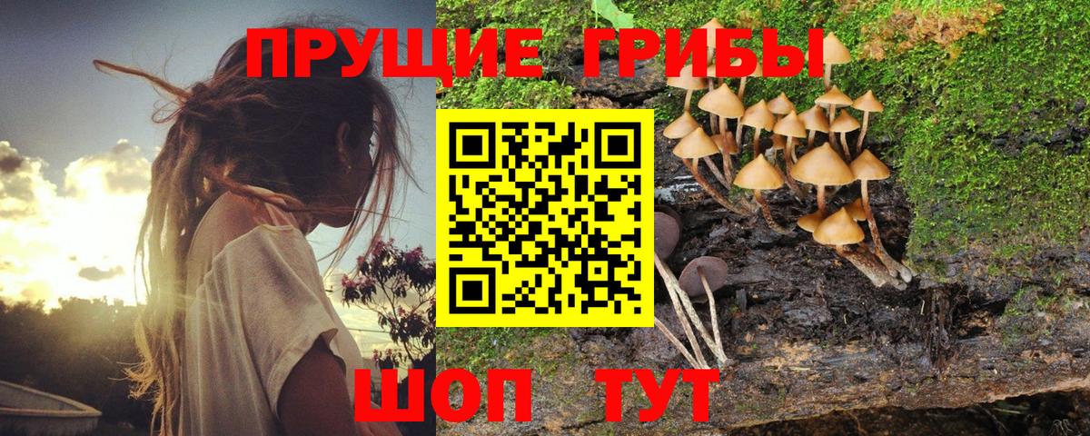 Галлюциногенные грибы Psilocybe  Вход с VPN  Псилоцибиновые грибы Cubensis  Гусев 